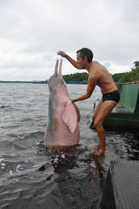 Brincando com o Boto Cor de Rosa, em Novo Airão - AM